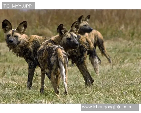 阿尔富吉拉杜拜与艾尔维达的精彩对决揭示足球战术的较量与魅力